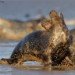 Seal 151109_5